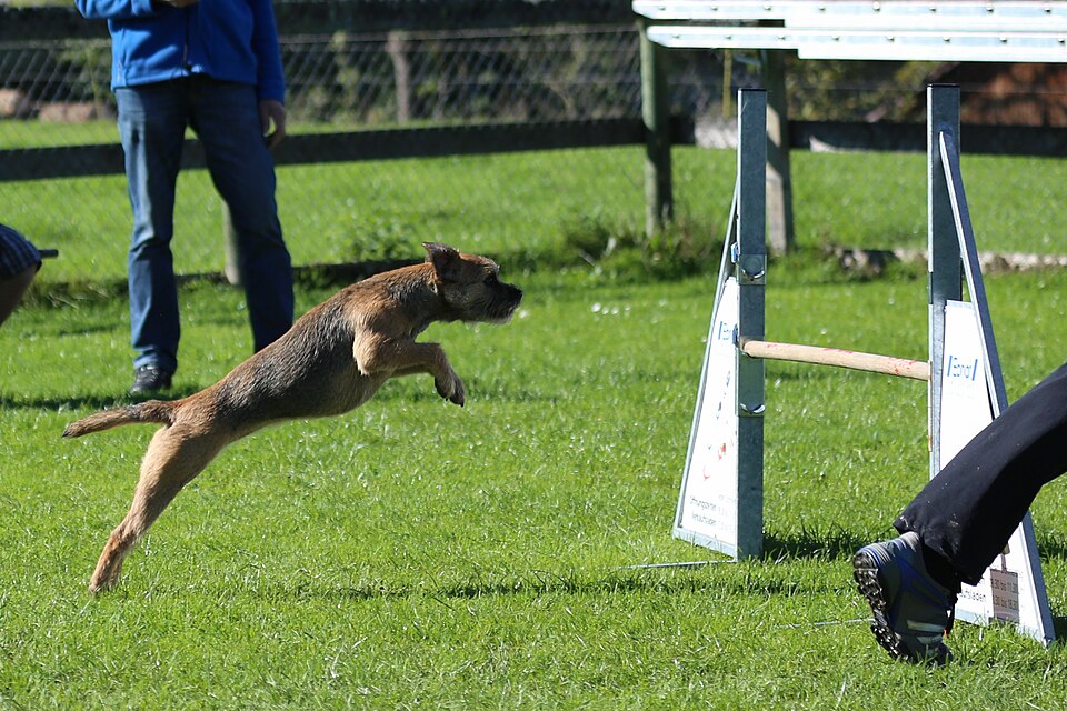 Border terrier — photo de la race de chien originaire de Royaume-Uni (4)