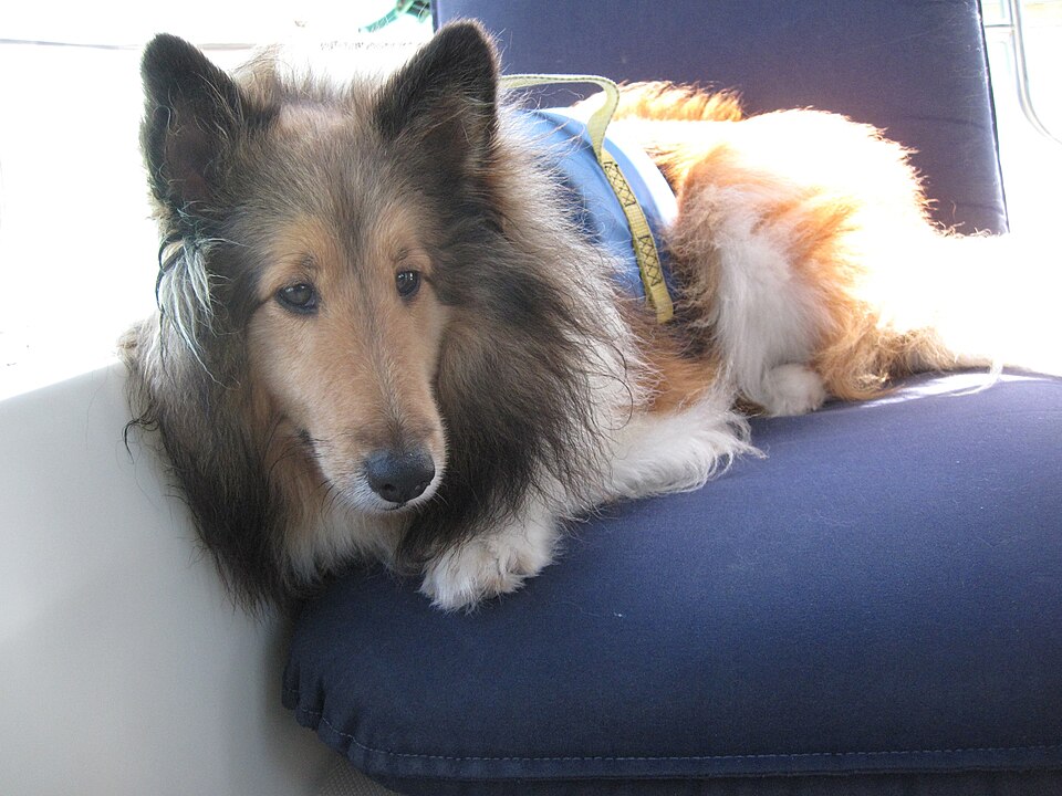 Berger des Shetland ou Sheltie — photo de la race de chien originaire de Royaume-Uni (6)