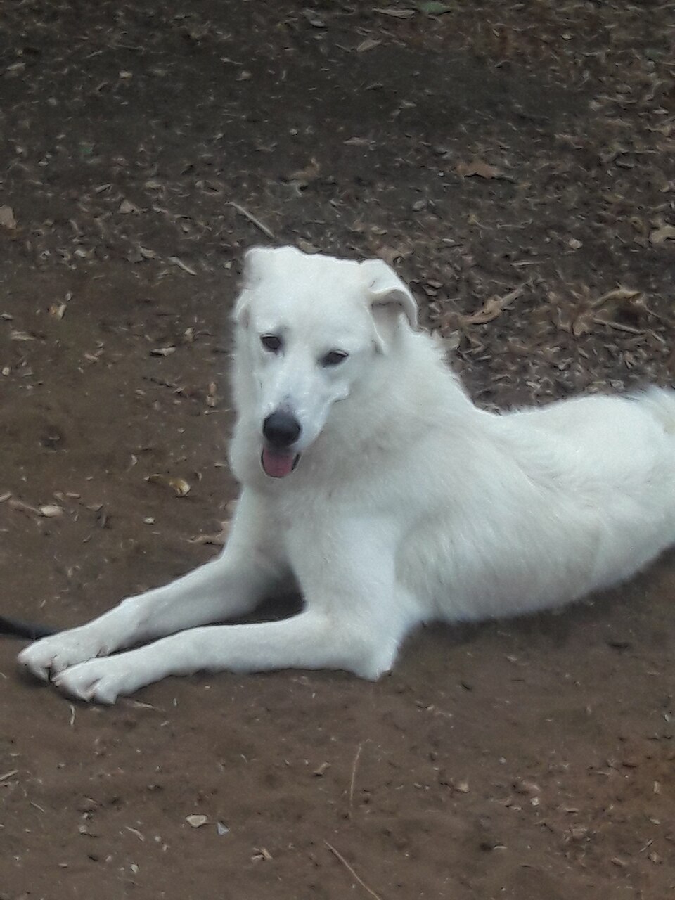 Chien de montagne des Pyrénées — photo de la race de chien originaire de Espagne (3)