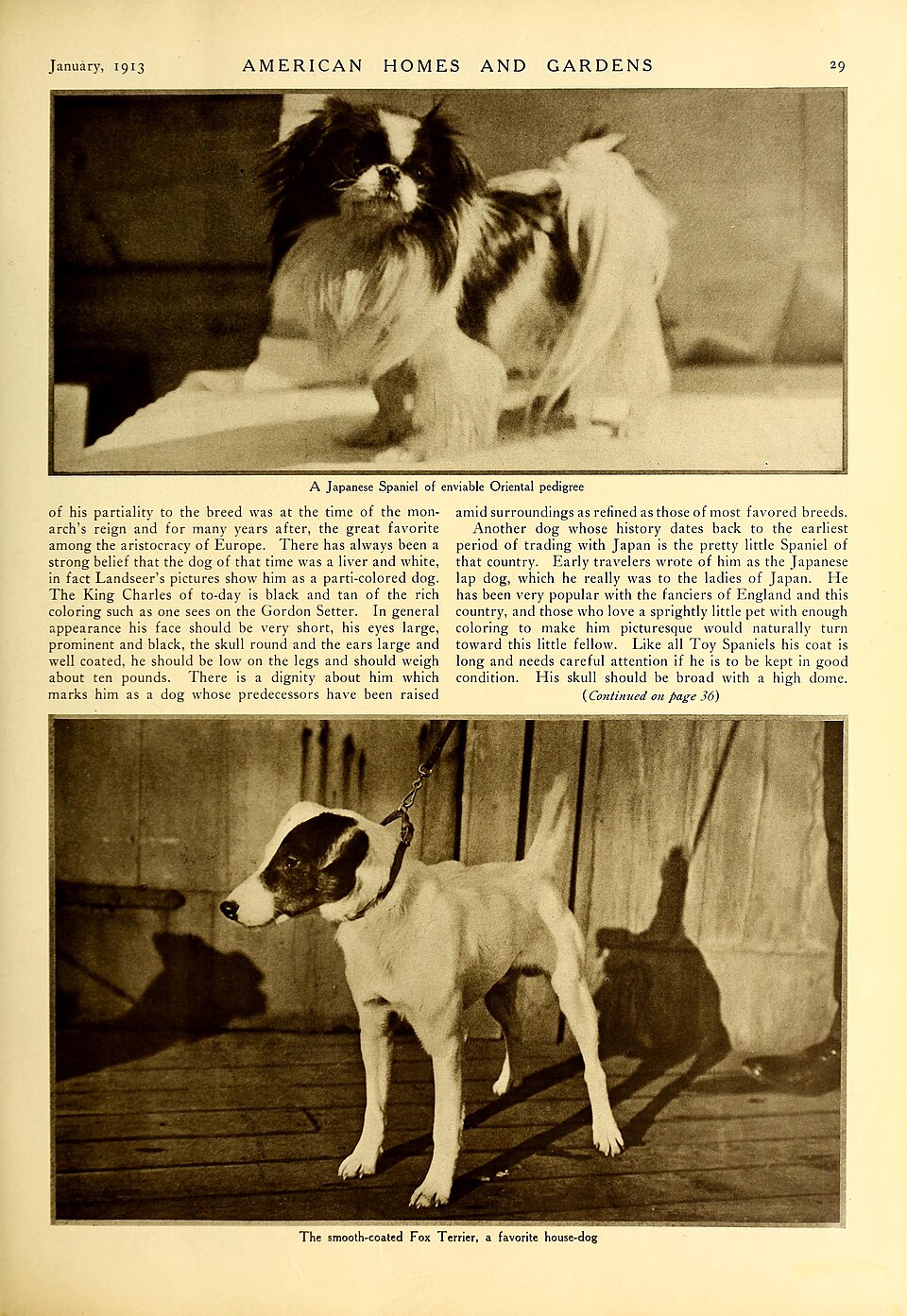 Epagneul japonais — photo de la race de chien originaire de Japon (3)