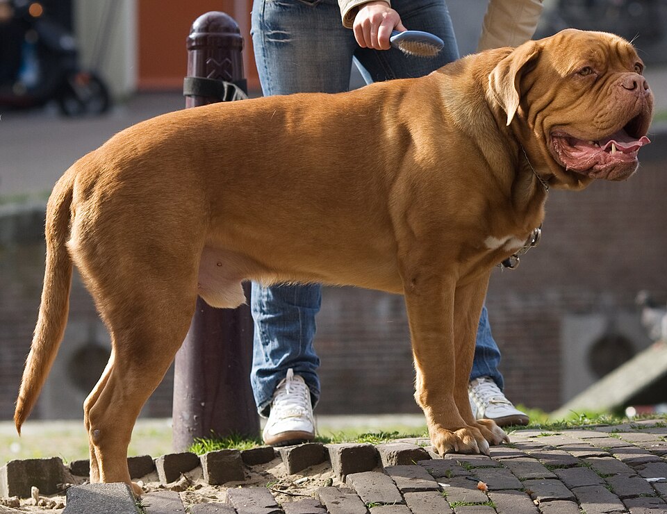 Dogue de Bordeaux — photo de la race de chien originaire de France (3)