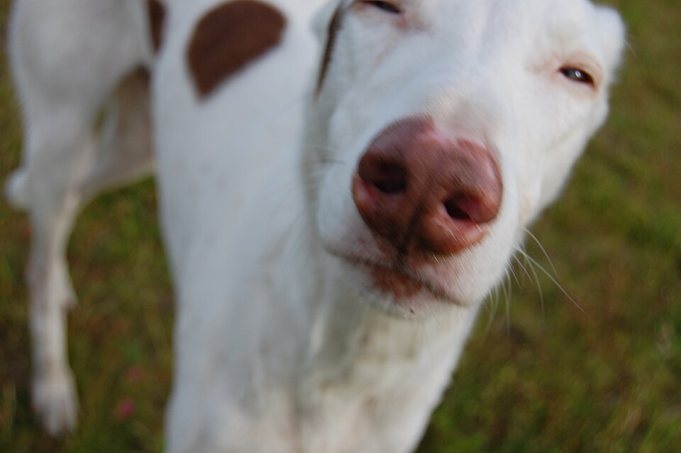 Podenco ibicenco — photo de la race de chien originaire de Ibiza (1)