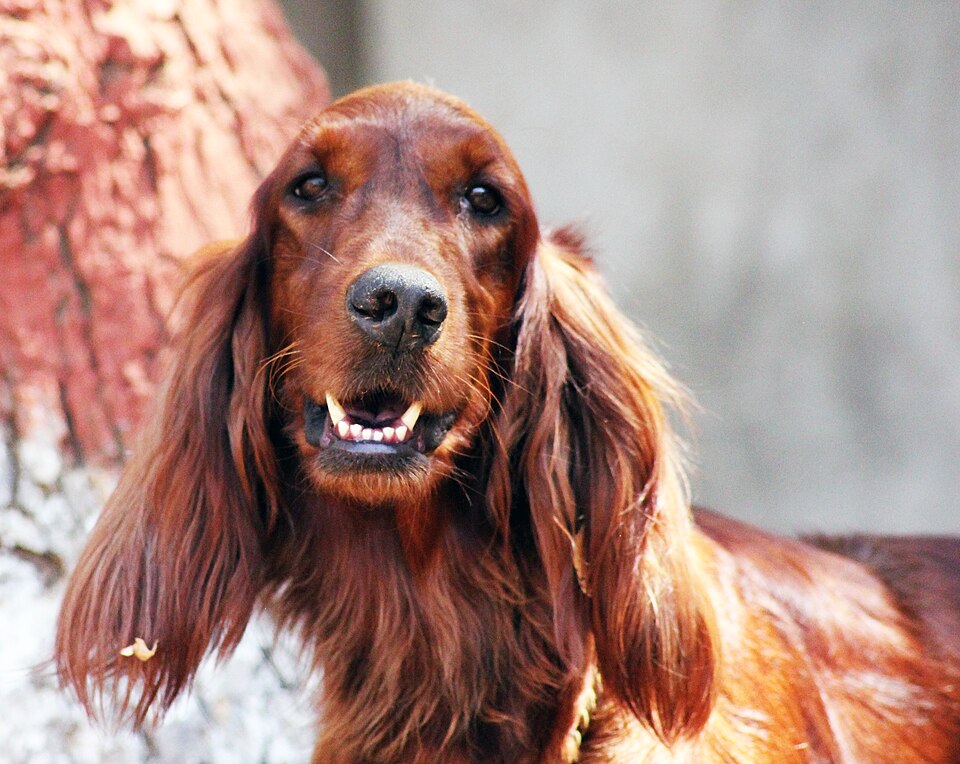 Setter irlandais — photo de la race de chien originaire de Irlande (5)