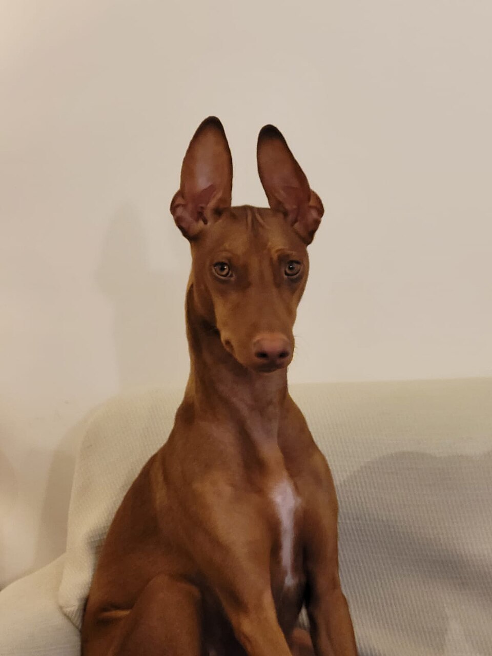 Cirneco de l’Etna — photo de la race de chien originaire de Italie (3)