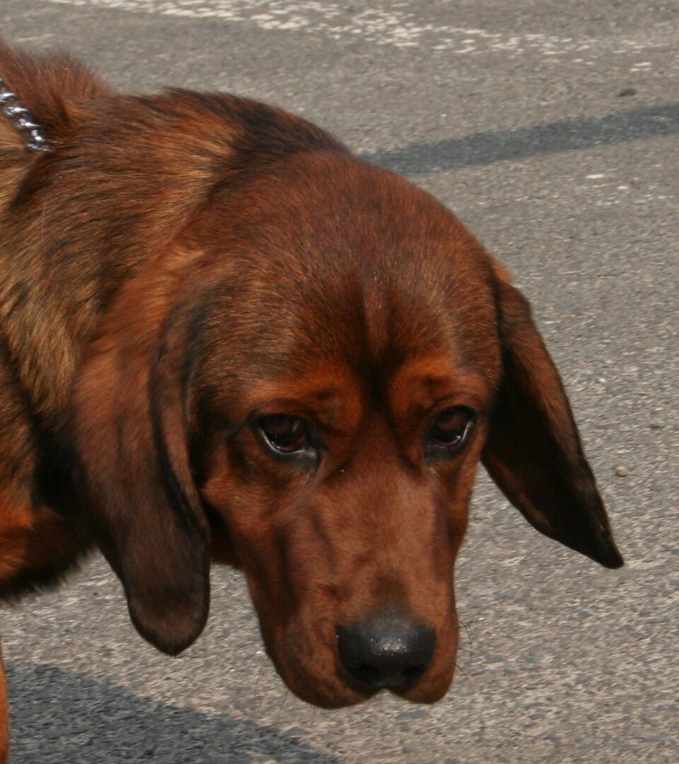 Basset des Alpes — photo de la race de chien originaire de Autriche (3)