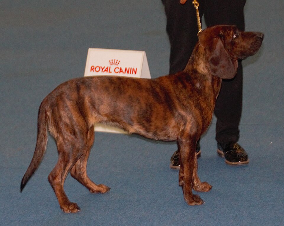 Chien rouge de Hanovre — photo de la race de chien originaire de Allemagne (5)