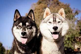 Husky sibérien