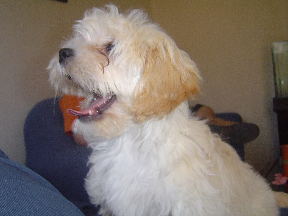 Lhassa Apso — photo de la race de chien originaire de Tibet (1)