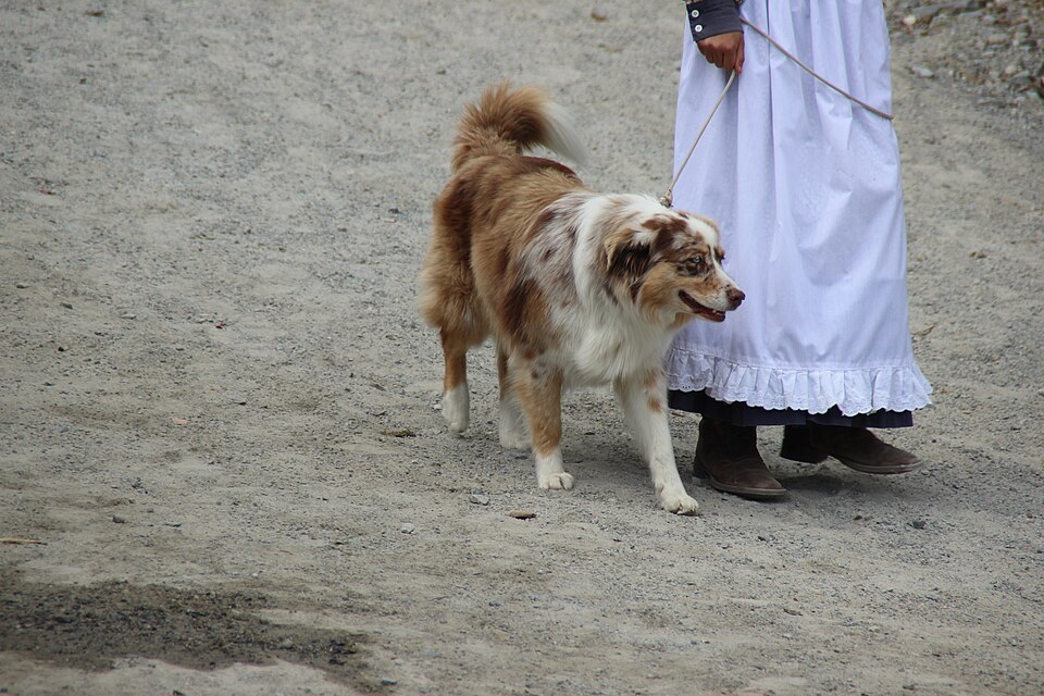 Berger Australien — photo de la race de chien originaire de Australie (3)