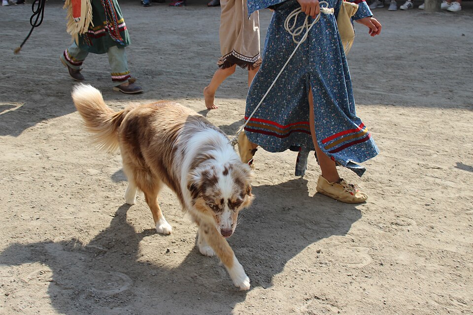 Berger Australien — photo de la race de chien originaire de Australie (4)