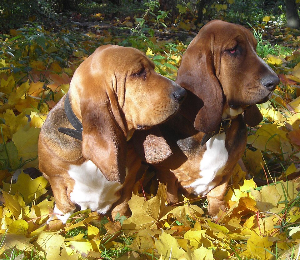 Basset hound — photo de la race de chien originaire de France (3)