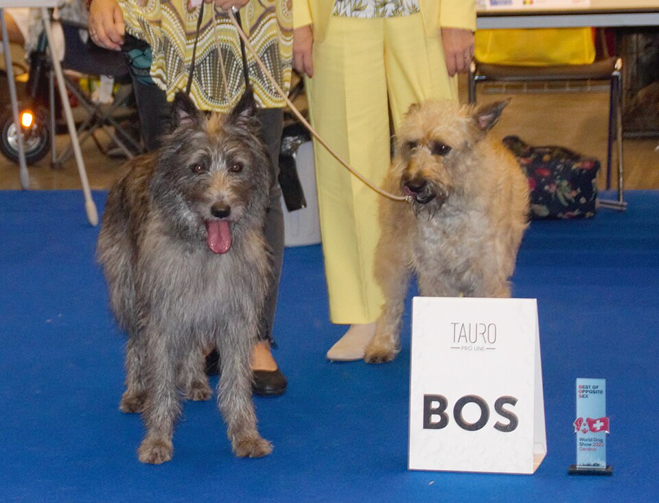 Bouvier des Ardennes — photo de la race de chien originaire de Belgique (3)