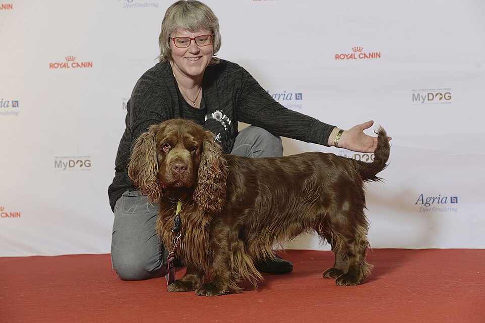 Sussex Spaniel — photo de la race de chien originaire de Angleterre (3)