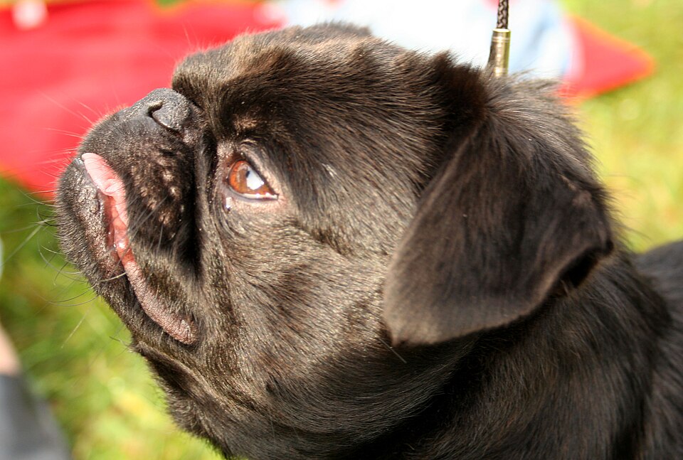 Petit brabançon — photo de la race de chien originaire de Belgique (5)