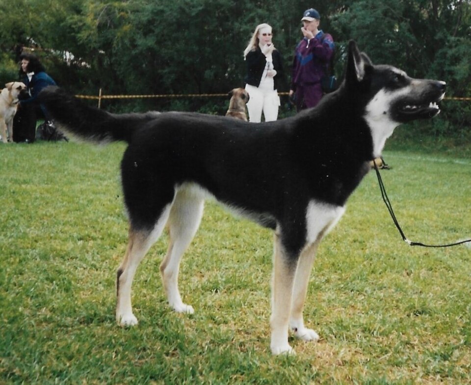 Laïka de Sibérie orientale — photo de la race de chien originaire de Russie (3)