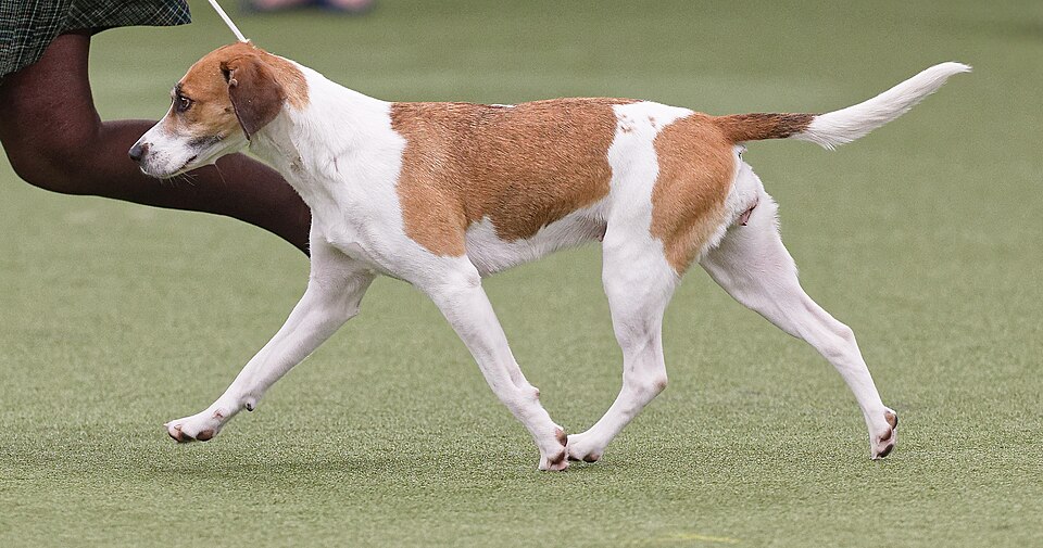 Harrier — photo de la race de chien originaire de Royaume-Uni (2)