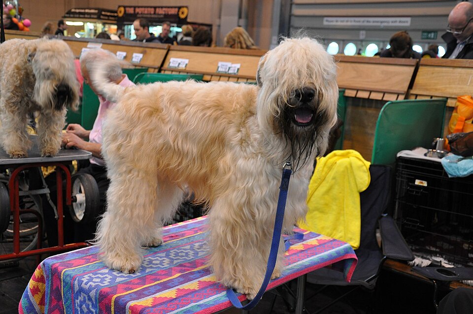 Terrier Irlandais à poil doux — photo de la race de chien originaire de Irlande (6)