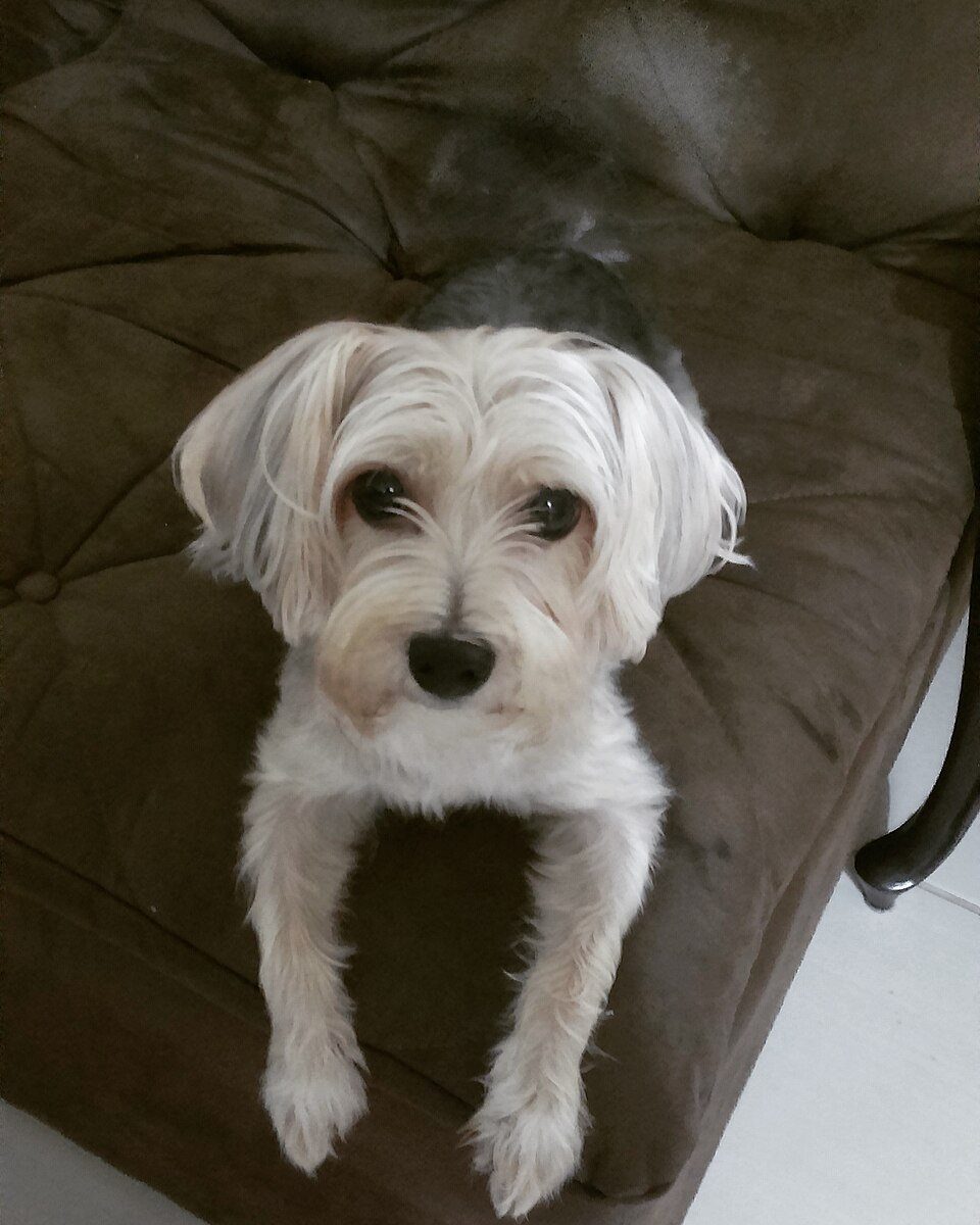 Morkie — photo de la race de chien originaire de États-Unis (3)