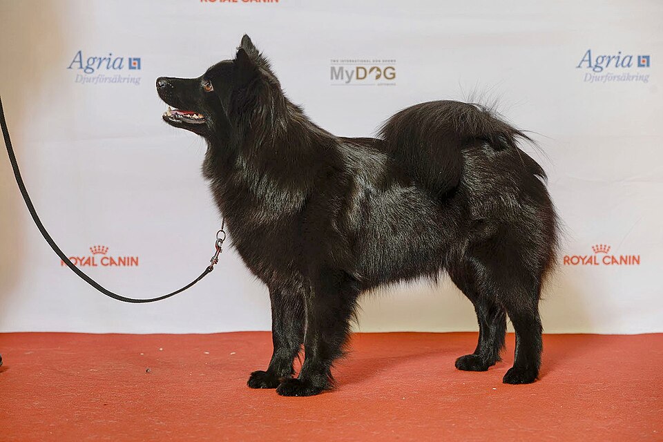 Chien suédois de Laponie — photo de la race de chien originaire de Suède (4)