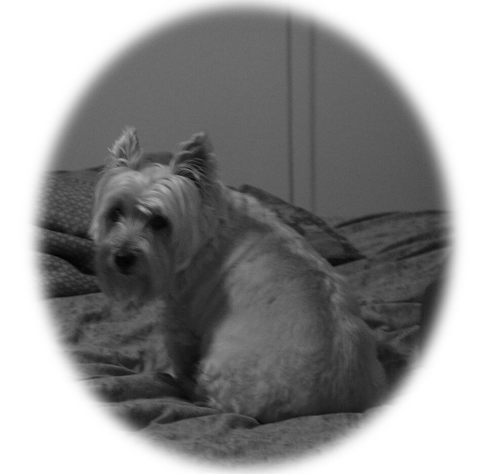 Cairn terrier — photo de la race de chien originaire de Écosse (1)