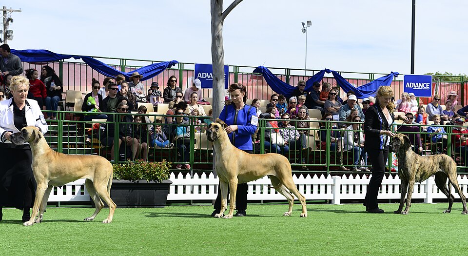 Dogue allemand — photo de la race de chien originaire de Allemagne (6)