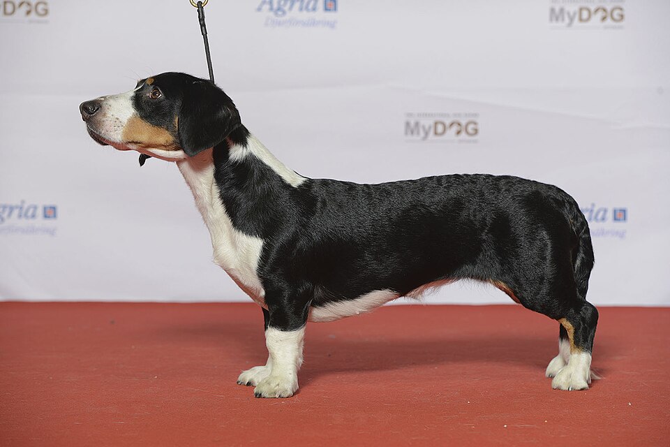 Drever — photo de la race de chien originaire de Suède (2)