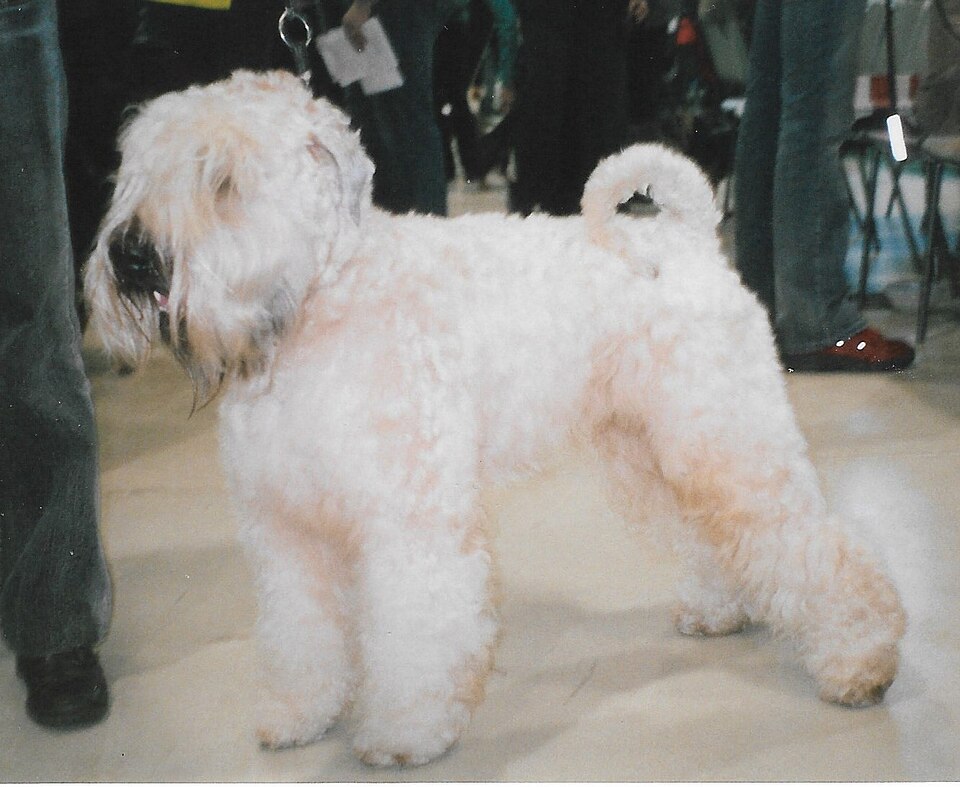 Terrier Irlandais à poil doux — photo de la race de chien originaire de Irlande (4)