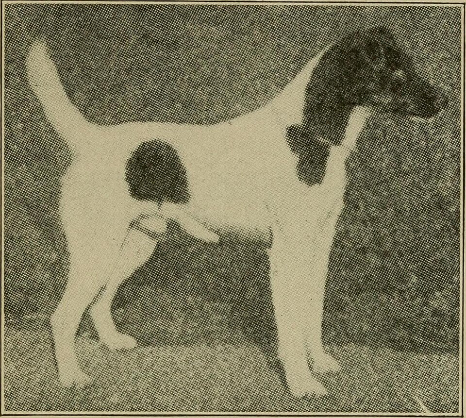 Fox Terrier — photo de la race de chien originaire de Royaume-Uni (4)