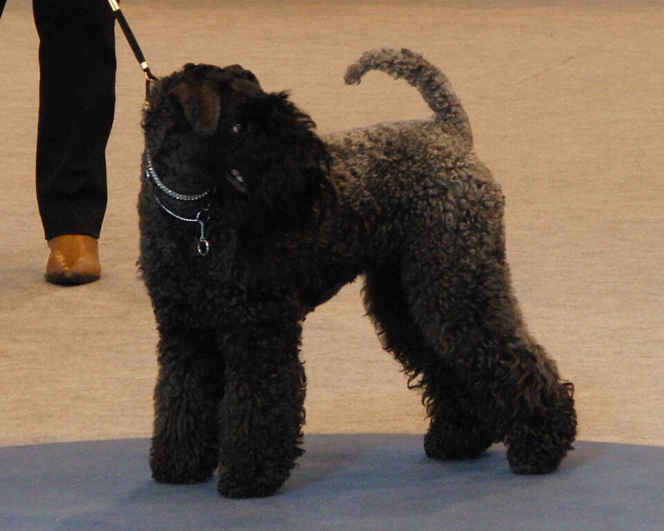 Kerry Blue Terrier — photo de la race de chien originaire de Irlande (4)