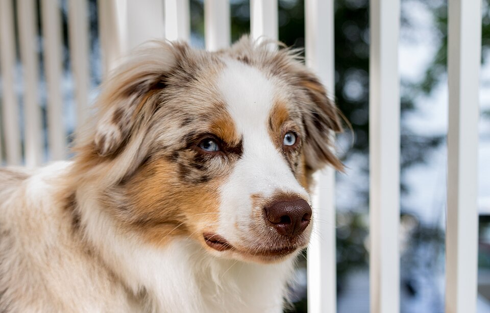 Berger Australien — photo de la race de chien originaire de Australie (5)