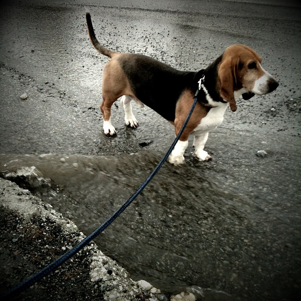 Basset artésien normand — photo de la race de chien originaire de France (2)