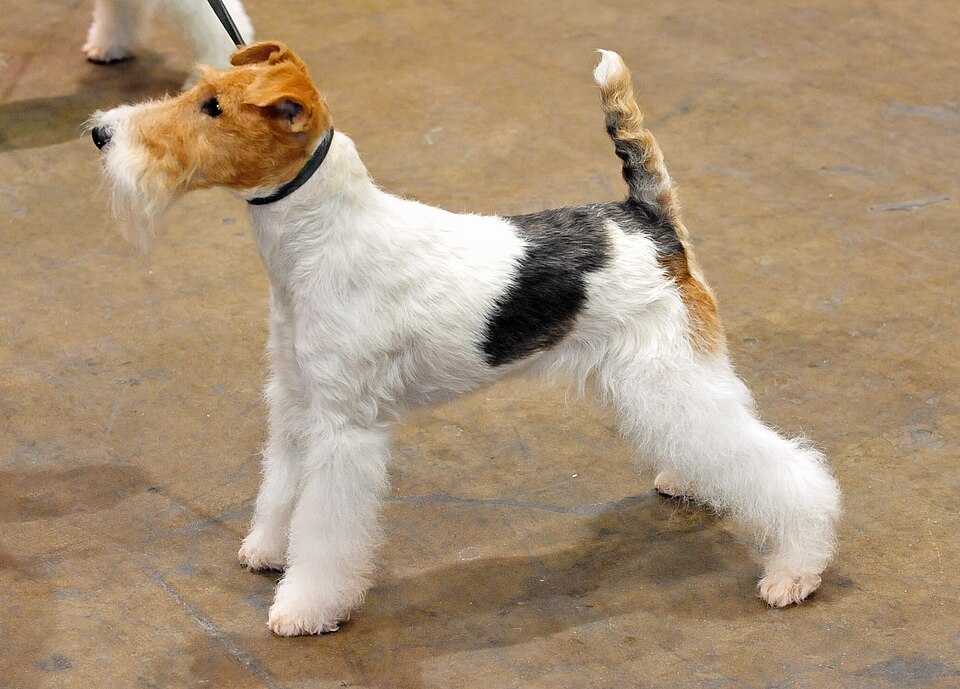Fox Terrier — photo de la race de chien originaire de Royaume-Uni (1)