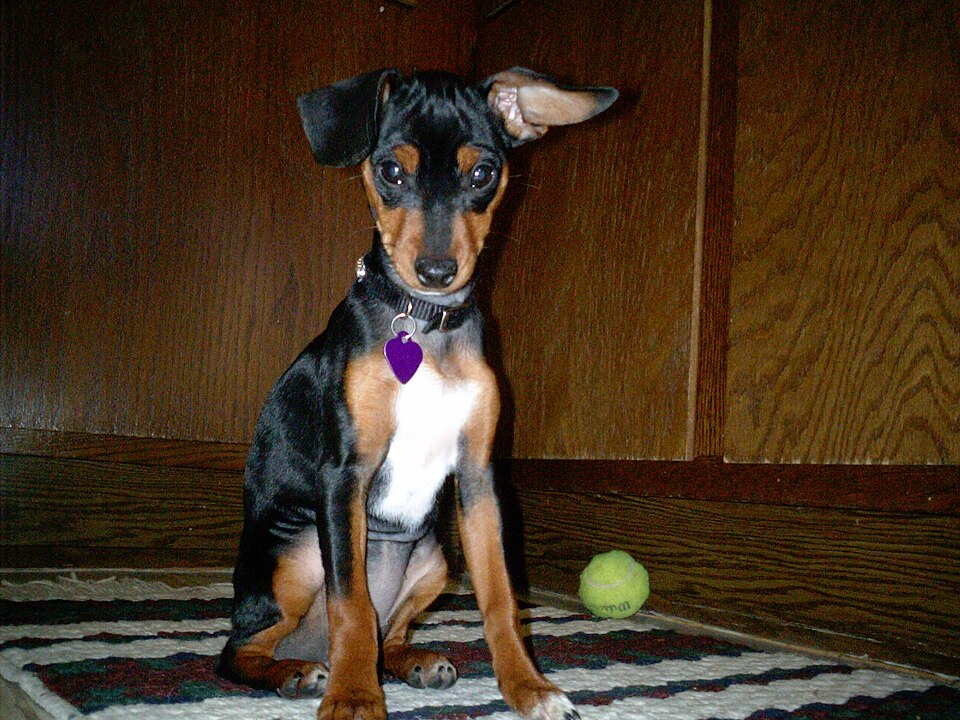 Pinscher nain — photo de la race de chien originaire de Allemagne (3)
