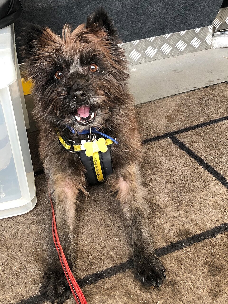 Cairn terrier — photo de la race de chien originaire de Écosse (4)