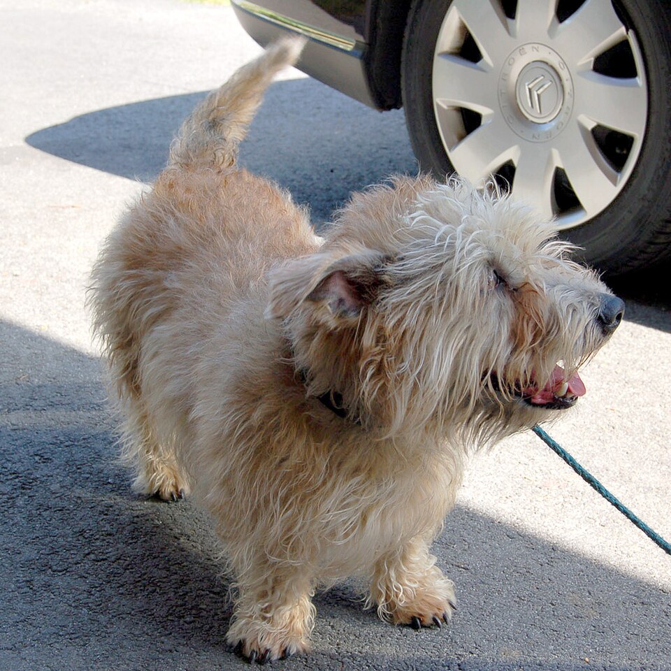 Terrier Irlandais Glen of Imaal — photo de la race de chien originaire de Irlande (1)