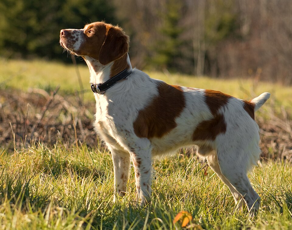 Epagneul breton — photo de la race de chien originaire de Bretagne (3)