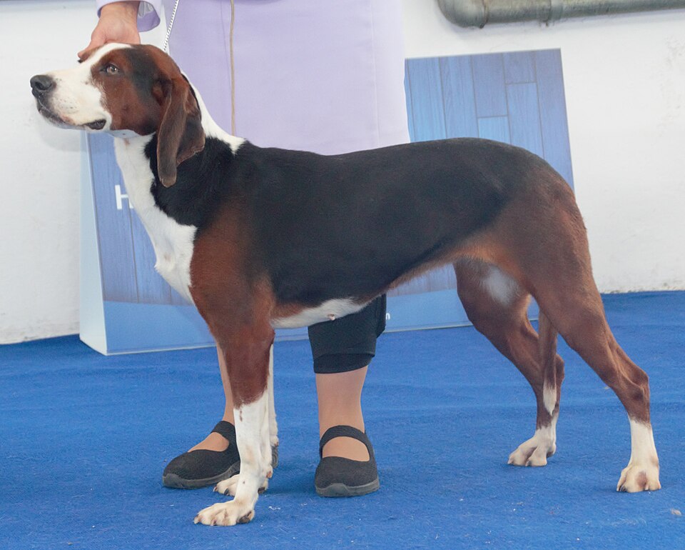 Chien courant yougoslave tricolore — photo de la race de chien originaire de Serbie (2)