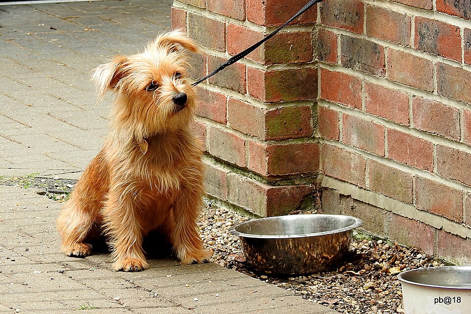 Lakeland Terrier — photo de la race de chien originaire de Angleterre Angleterre (2)