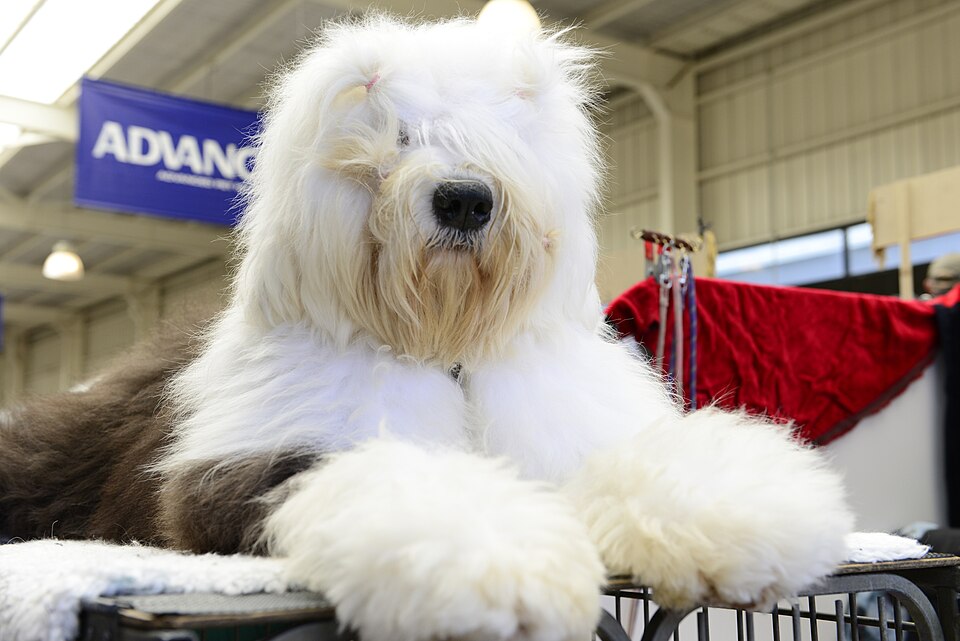 Bobtail — photo de la race de chien originaire de Angleterre (2)