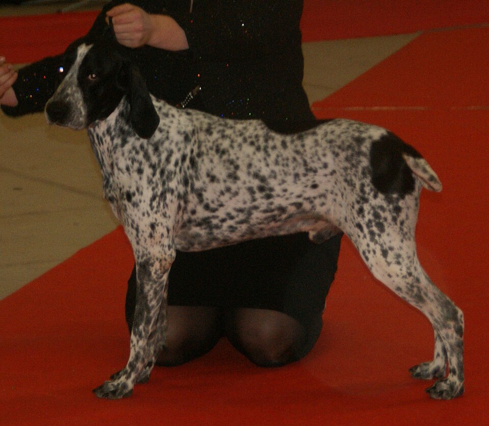 Braque d’Auvergne — photo de la race de chien originaire de France (5)