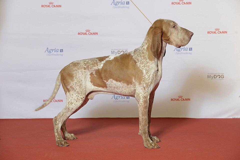 Braque italien — photo de la race de chien originaire de Italie (3)