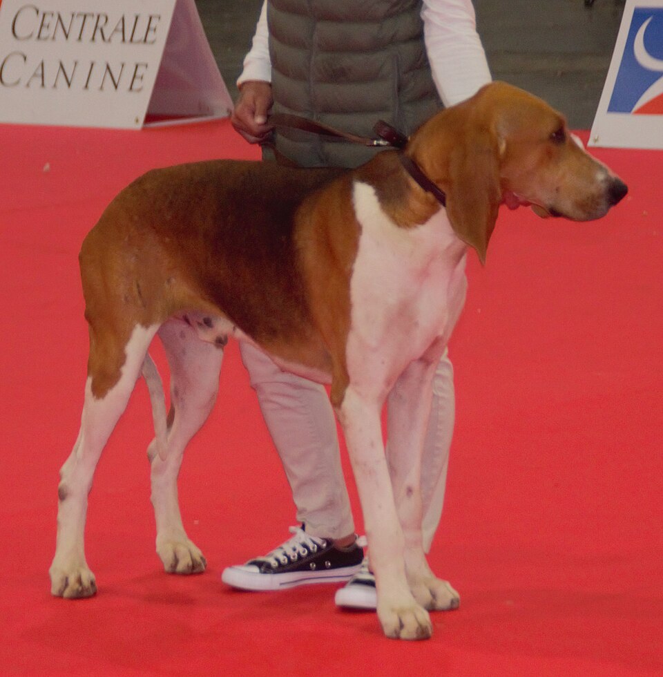 Français tricolore — photo de la race de chien originaire de France (2)