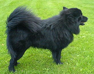 Chien suédois de Laponie