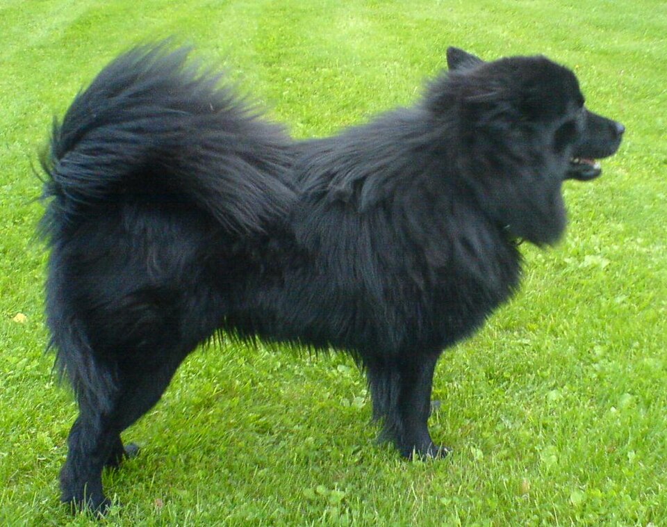 Chien suédois de Laponie — photo de la race de chien originaire de Suède (5)