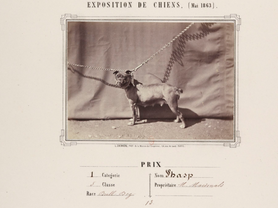 Old english Bulldog — photo de la race de chien originaire de Royaume-Uni (4)