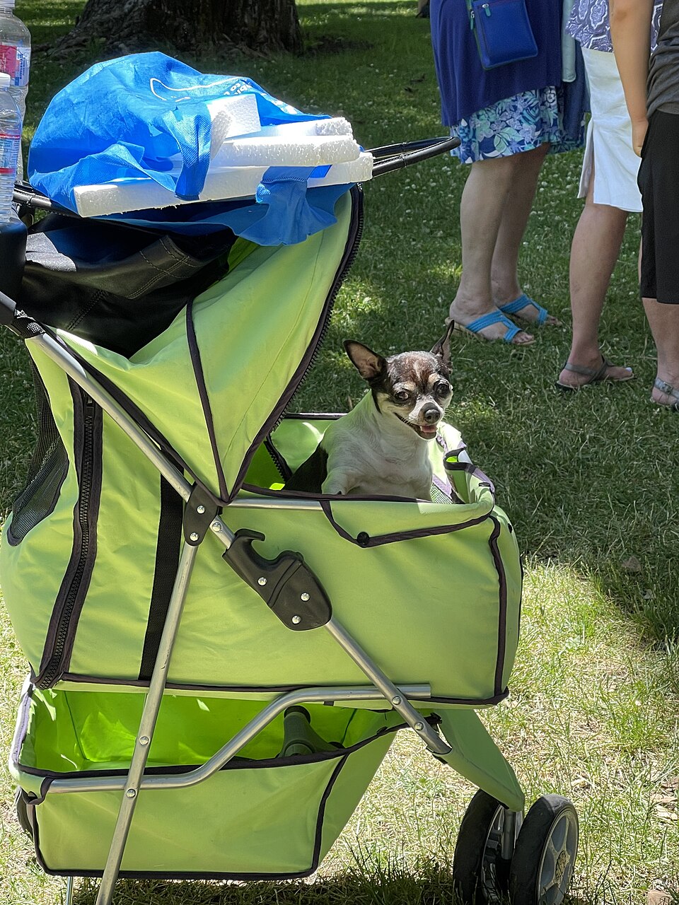 Chihuahua — photo de la race de chien originaire de Mexique (5)