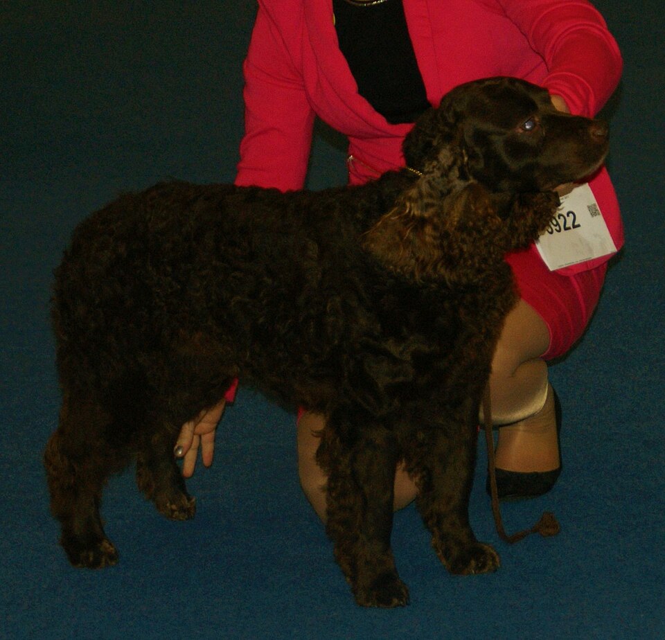 Chien d’eau américain — photo de la race de chien originaire de États-Unis (5)