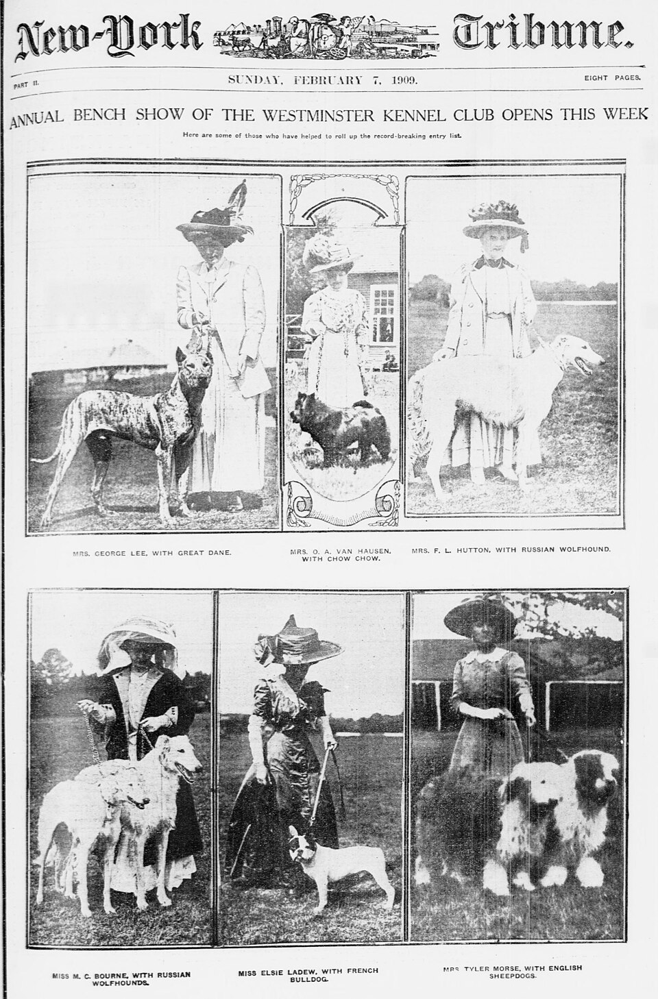 Bobtail — photo de la race de chien originaire de Angleterre (5)