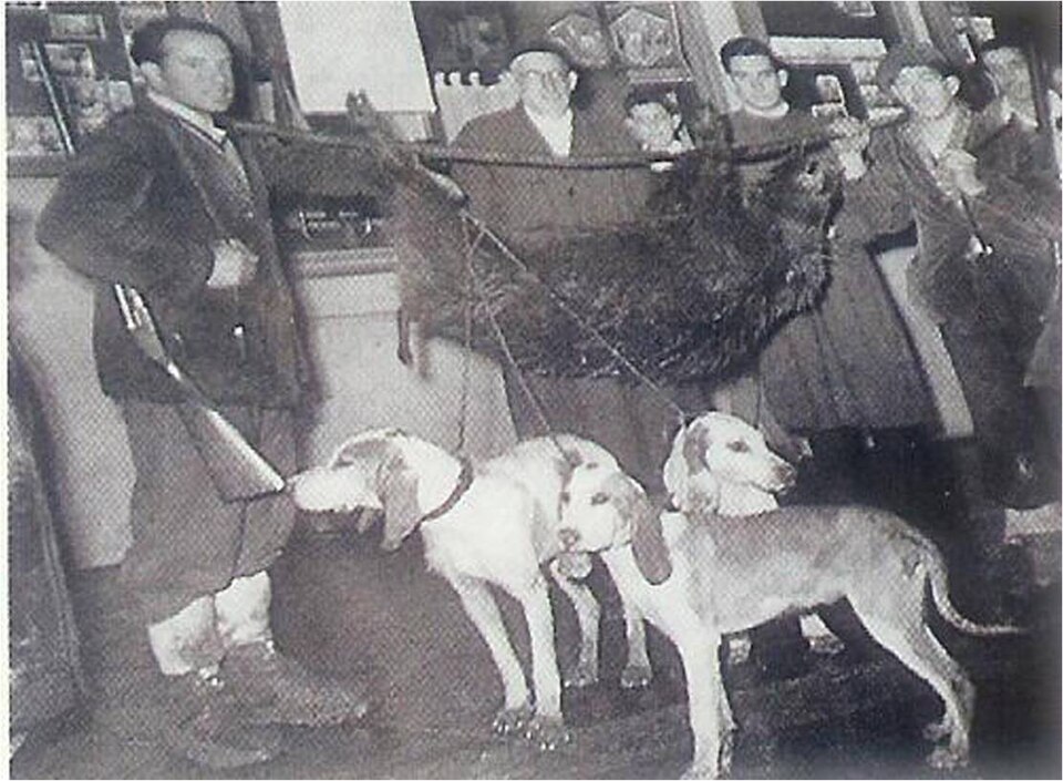 Chien courant espagnol — photo de la race de chien originaire de Espagne (4)