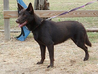 Kelpie australien